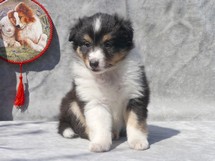 puppies
