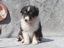 puppies
