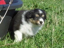 puppies