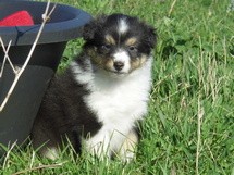puppies