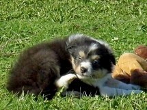 puppies