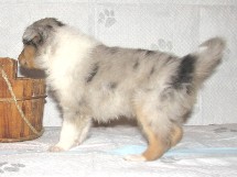 puppies