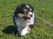 puppies