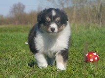 puppies