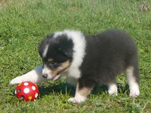 puppies
