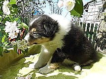puppies