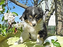 puppies