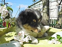 puppies
