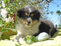 puppies