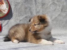 puppies