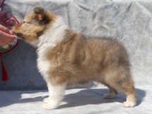 puppies