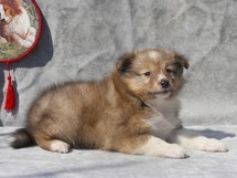 puppies