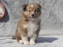 puppies