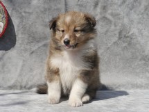 puppies