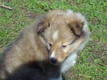 puppies