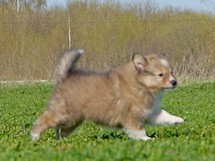 puppies