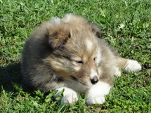 puppies