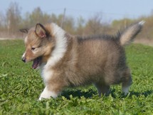 puppies
