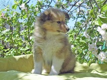 puppies
