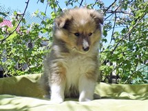 puppies