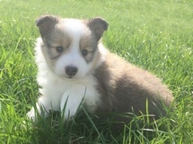 puppies