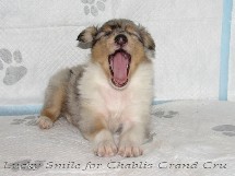 puppies