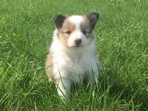 puppies