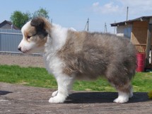 puppies
