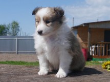 puppies