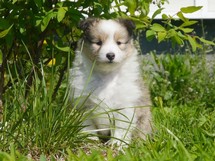puppies