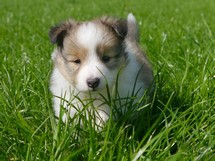 puppies