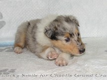 puppies