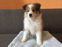 puppies