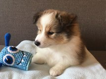 puppies