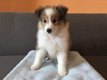 puppies
