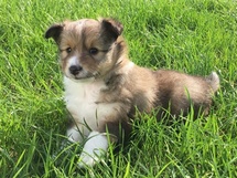 puppies