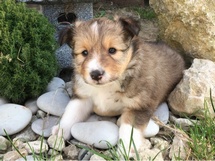 puppies