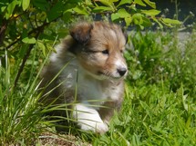 puppies