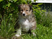 puppies