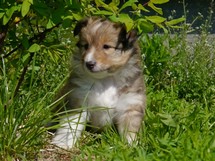 puppies