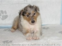 puppies