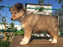 puppies