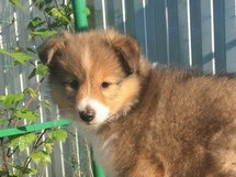 puppies