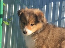 puppies