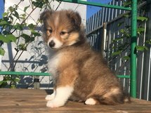 puppies