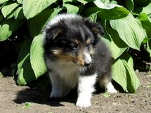 puppies