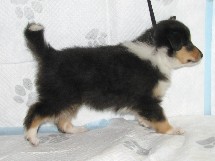 puppies