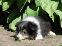 puppies