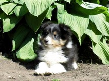 puppies