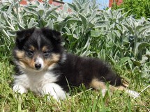 puppies